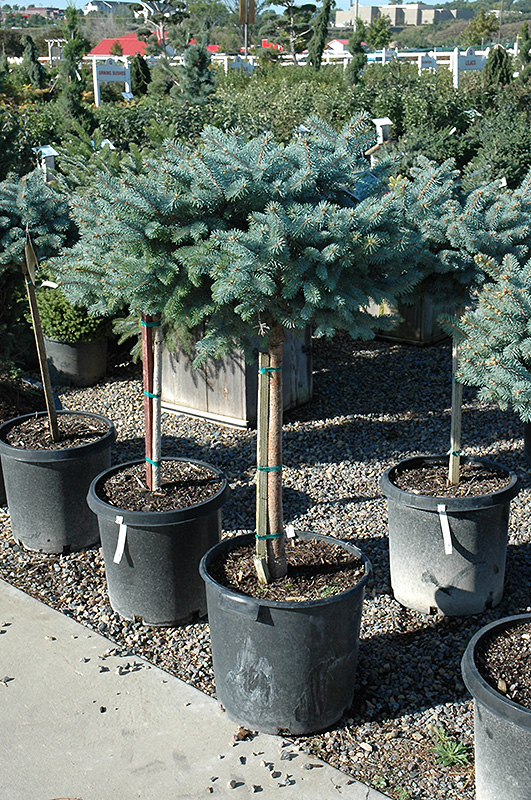 Globe Blue Spruce (tree form) (Picea pungens 'Globosa (tree form)') at Alsip Home and Nursery