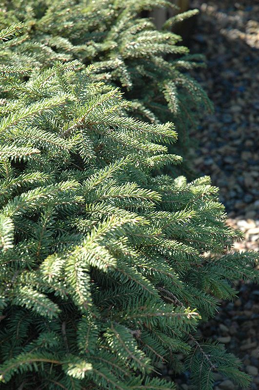 Elegans Spruce (Picea abies 'Elegans') at Alsip Home and Nursery