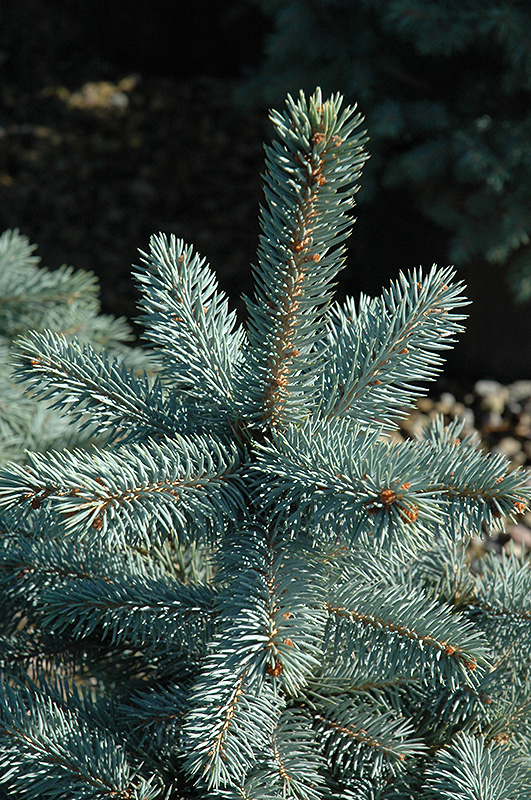 Baby Blue Eyes Spruce (Picea pungens 'Baby Blue Eyes') at Alsip Home and Nursery