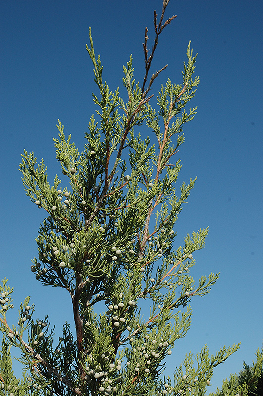 Hetz Columnar Juniper (Juniperus chinensis 'Hetz Columnar') at Alsip Home and Nursery