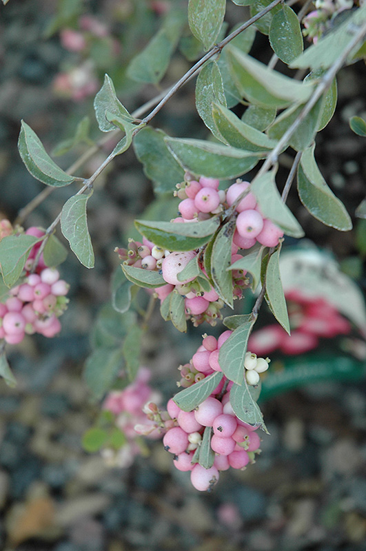 Amethyst Coralberry (Symphoricarpos x doorenbosii 'Kordes') at Alsip Home and Nursery