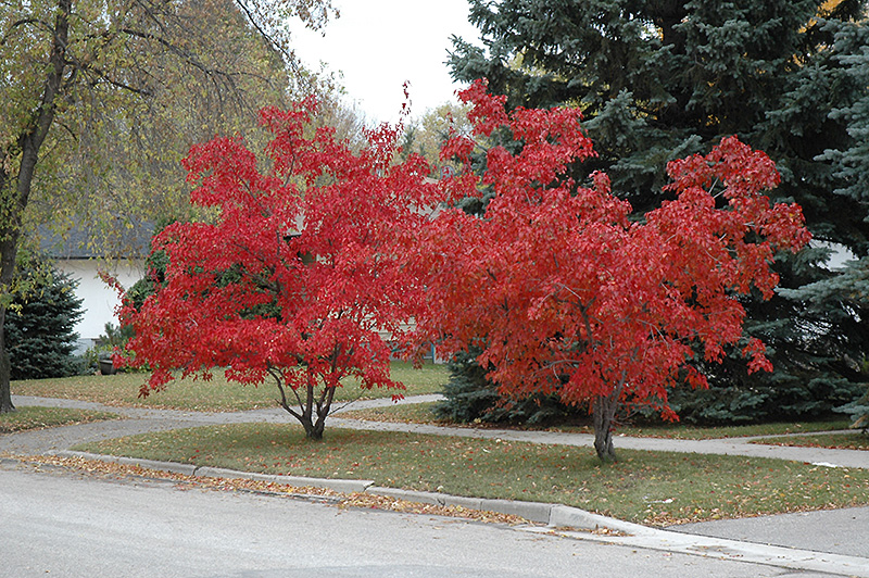Flame Amur Maple (Acer ginnala 'Flame') at Alsip Home and Nursery