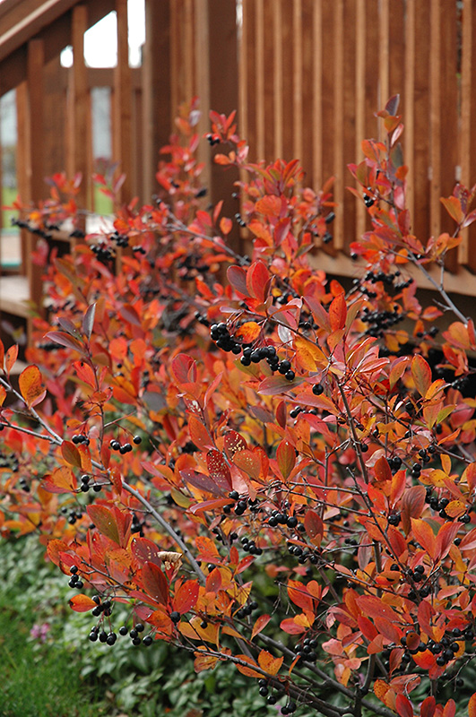 Autumn Magic Black Chokeberry (Aronia melanocarpa 'Autumn Magic') at Alsip Home and Nursery