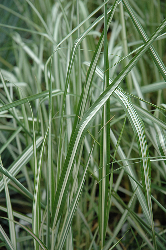 Avalanche Reed Grass (Calamagrostis x acutiflora 'Avalanche') at Alsip Home and Nursery
