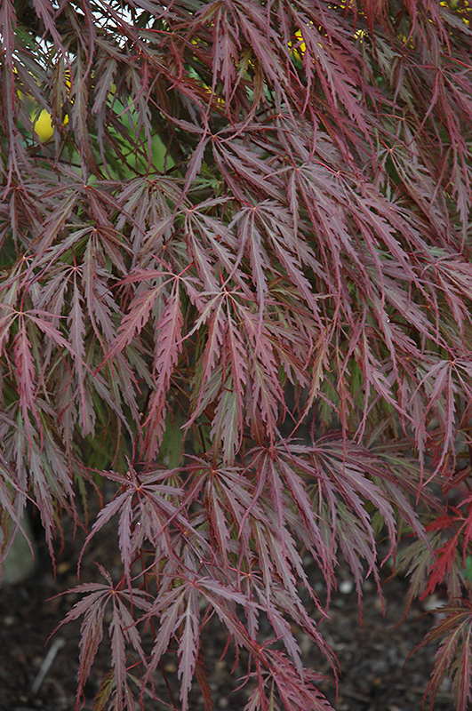 Tamukeyama Japanese Maple (Acer palmatum 'Tamukeyama') at Alsip Home and Nursery