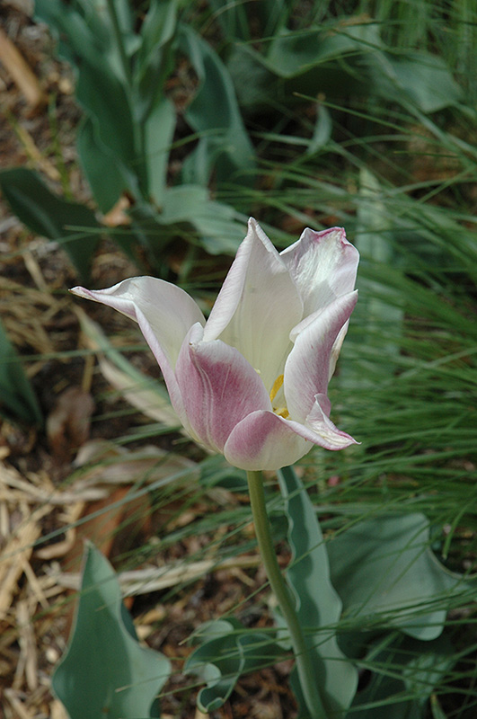 La Courtine Tulip (Tulipa 'La Courtine') at Alsip Home and Nursery