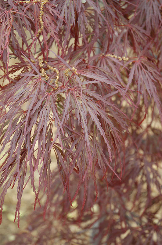 Garnet Cutleaf Japanese Maple (Acer palmatum 'Garnet') at Alsip Home and Nursery