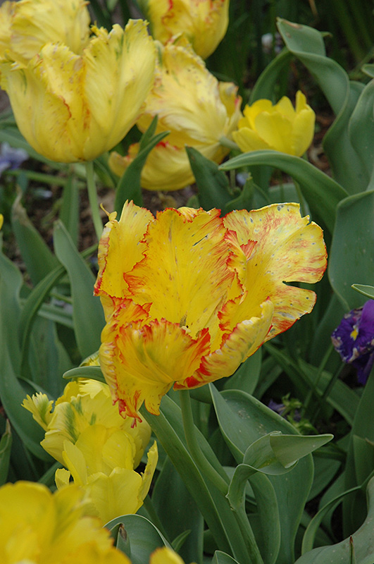 Texas Gold Parrot Tulip (Tulipa 'Texas Gold') at Alsip Home and Nursery