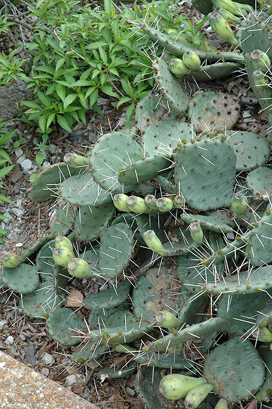 Twistspine Prickly Pear Cactus (Opuntia macrorhyza) in Frankfort ...