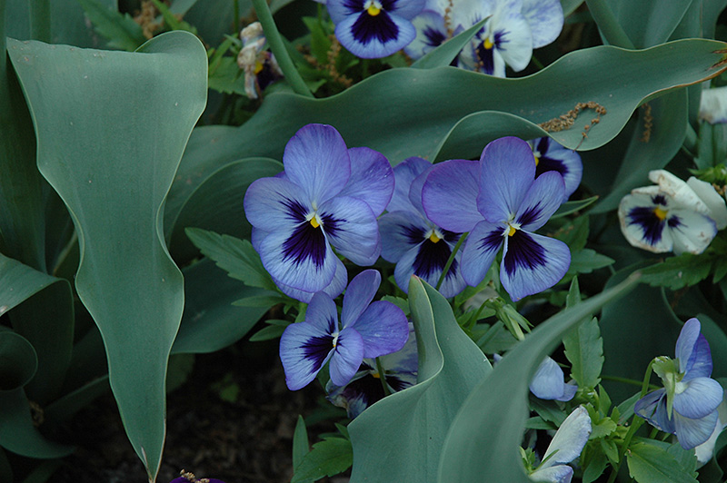 Matrix Blue Frost Pansy (Viola 'PAS284632') at Alsip Home and Nursery
