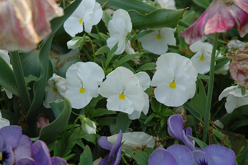Matrix White Pansy (Viola 'PAS882787') at Alsip Home and Nursery