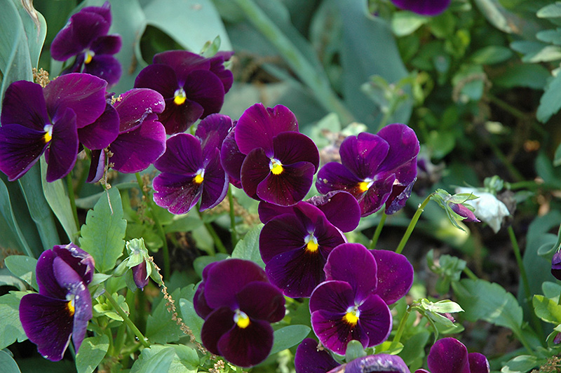 Matrix Purple Pansy (Viola 'PAS770616') at Alsip Home and Nursery