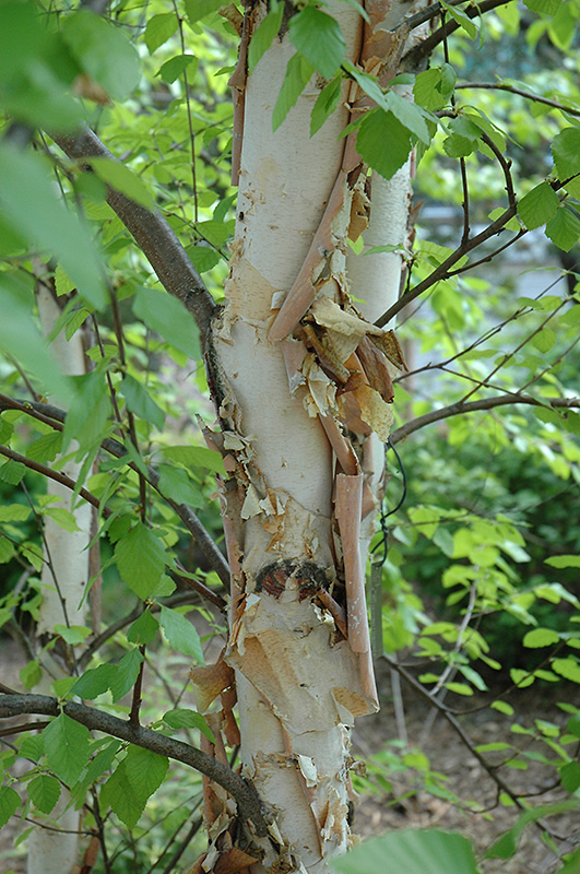 Heritage River Birch (Betula nigra 'Heritage') at Alsip Home and Nursery