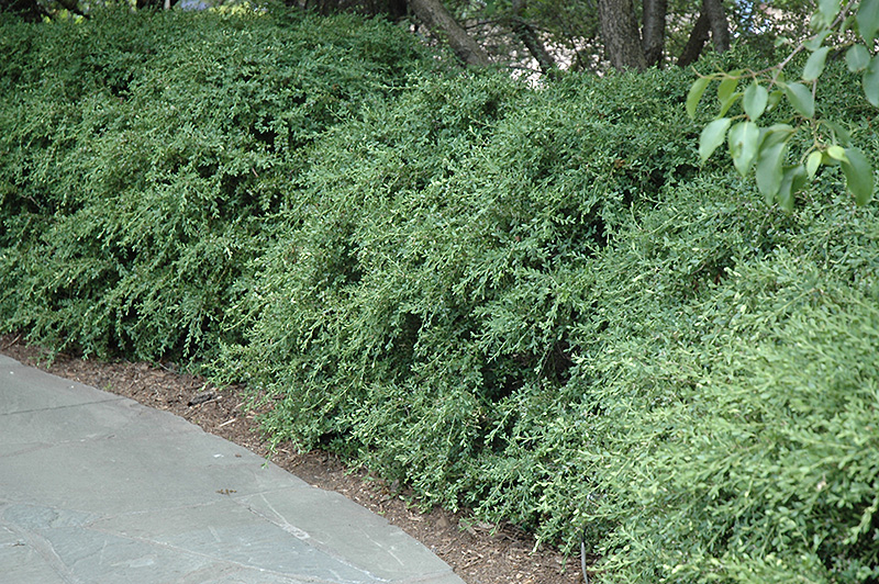 Wintergreen Boxwood (Buxus microphylla 'Wintergreen') at Alsip Home and Nursery