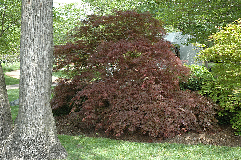 Garnet Cutleaf Japanese Maple (Acer palmatum 'Garnet') at Alsip Home and Nursery