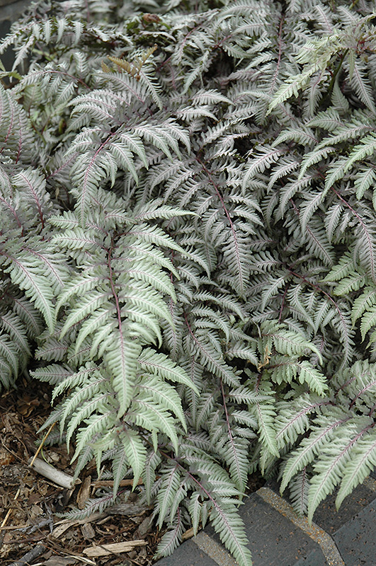 Pewter Lace Painted Fern (Athyrium nipponicum 'Pewter Lace') at Alsip Home and Nursery