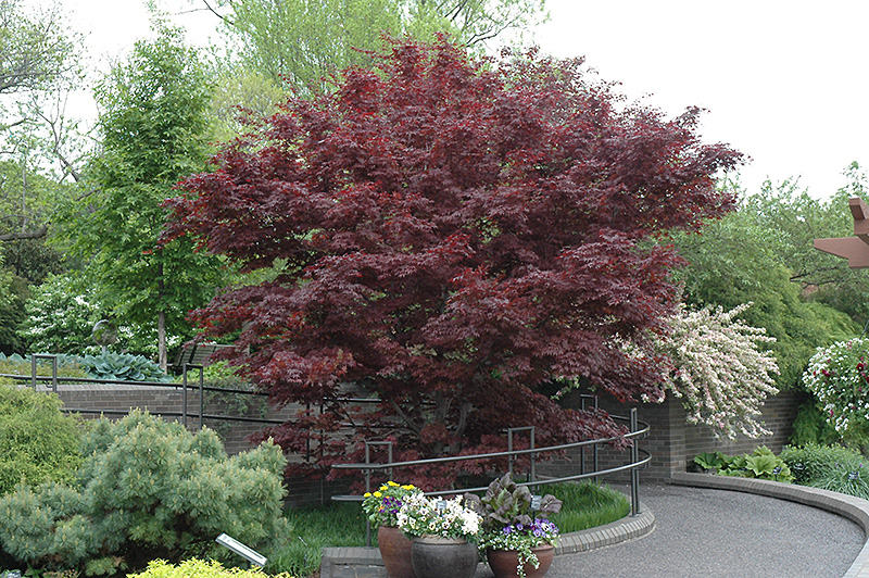 Bloodgood Japanese Maple (Acer palmatum 'Bloodgood') at Alsip Home and Nursery