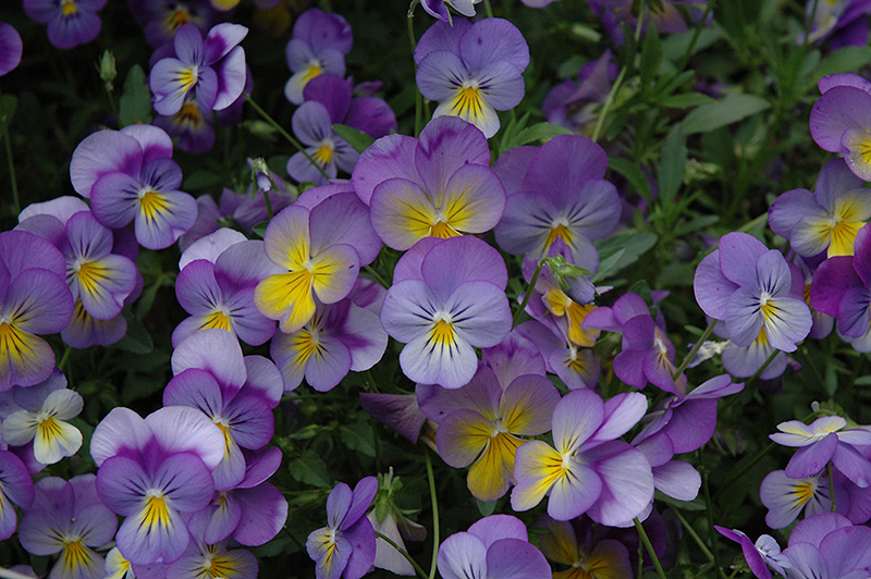 Rebel Blue and Yellow Pansy (Viola 'Rebel Blue and Yellow') at Alsip Home and Nursery