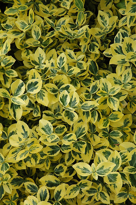 Emerald 'n' Gold Wintercreeper (Euonymus fortunei 'Emerald 'n' Gold') at Alsip Home and Nursery