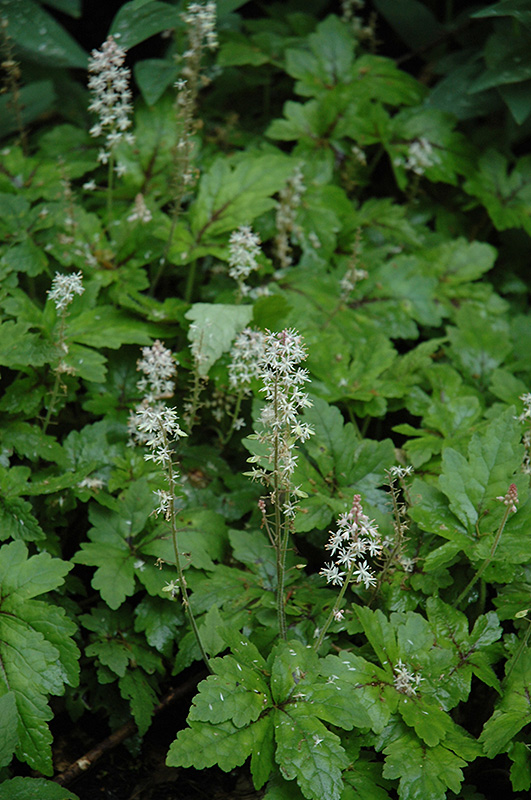Crow Feather Foamflower (Tiarella 'Crow Feather') at Alsip Home and Nursery