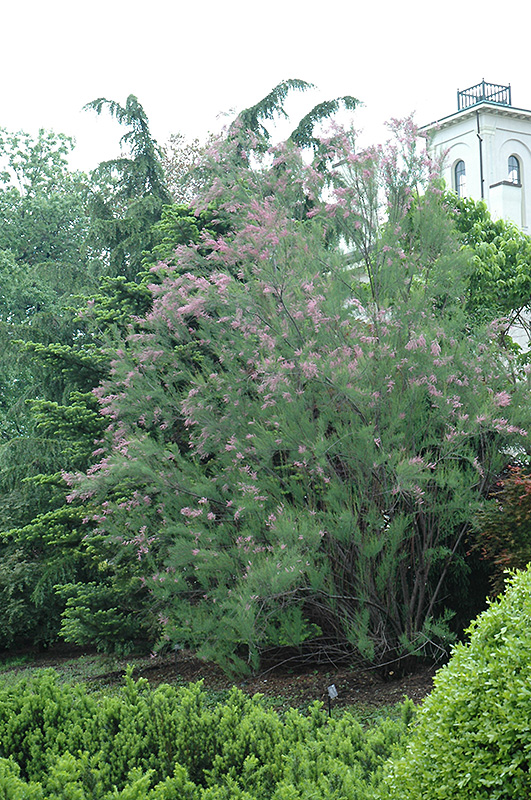 Rosea Tamarisk (Tamarix ramosissima 'Rosea') at Alsip Home and Nursery