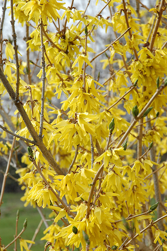 Northern Gold Forsythia (Forsythia 'Northern Gold') at Alsip Home and Nursery