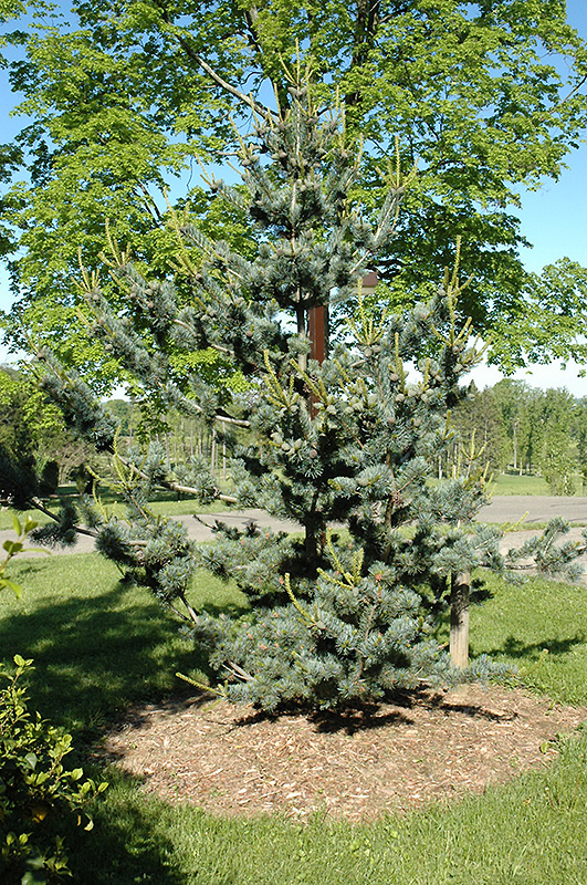 Short-Needled Japanese Blue Pine (Pinus parviflora 'Glauca Brevifolia') at Alsip Home and Nursery