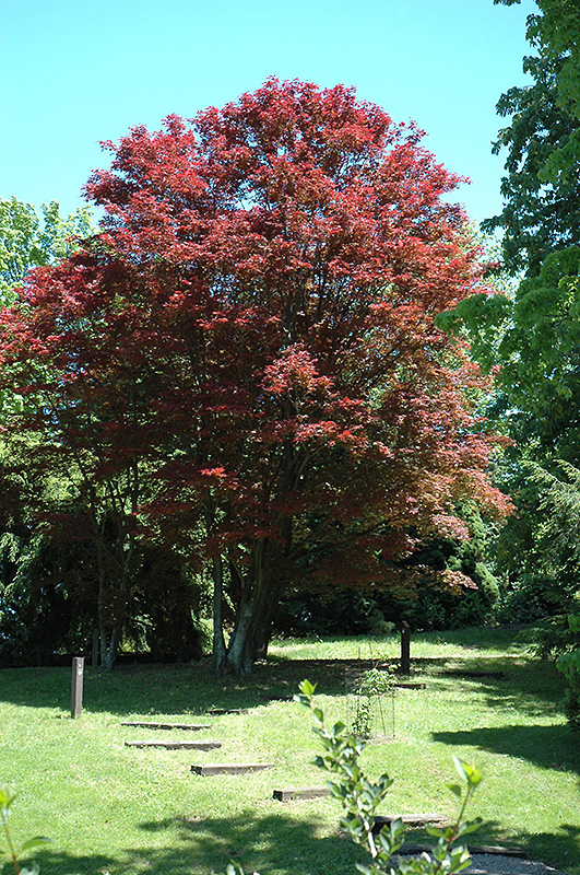 Purple-Leaf Japanese Maple (Acer palmatum 'Atropurpureum') at Alsip Home and Nursery