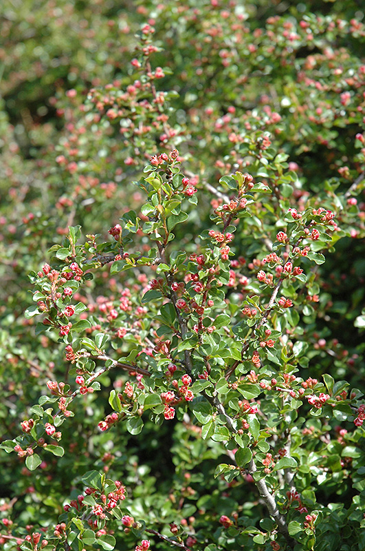 Cranberry Cotoneaster (Cotoneaster apiculatus) at Alsip Home and Nursery