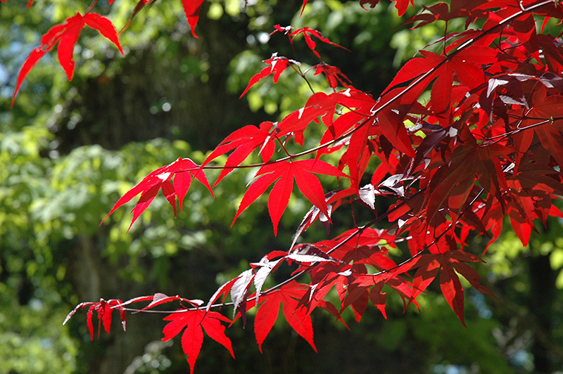 Emperor I Japanese Maple (Acer palmatum 'Wolff') at Alsip Home and Nursery
