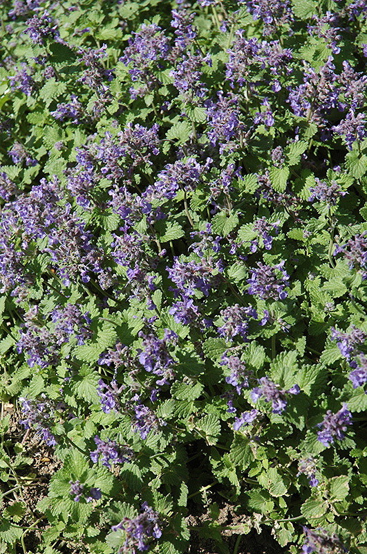 Little Titch Catmint (Nepeta racemosa 'Little Titch') at Alsip Home and Nursery