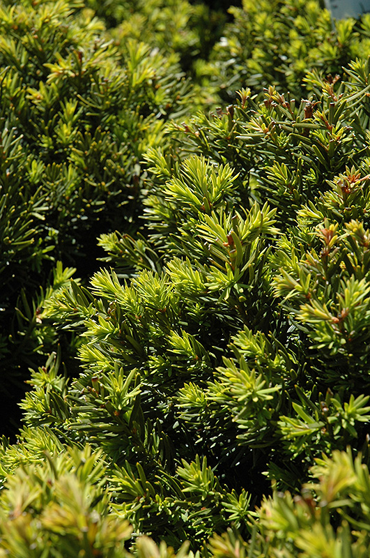 New Selection Yew (Taxus x media 'New Selection') at Alsip Home and Nursery