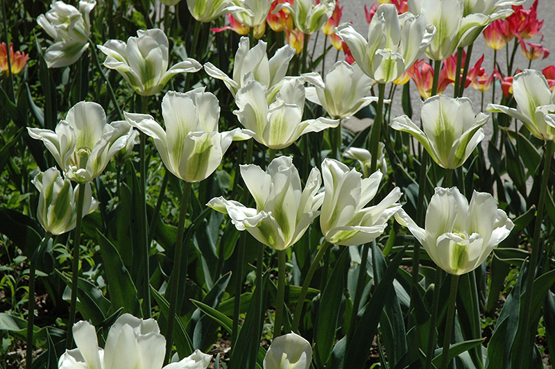 Spring Green Tulip (Tulipa 'Spring Green') at Alsip Home and Nursery