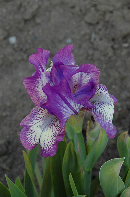 Arctic Fancy Iris (Iris 'Arctic Fancy') in Frankfort Chicago St Johns ...