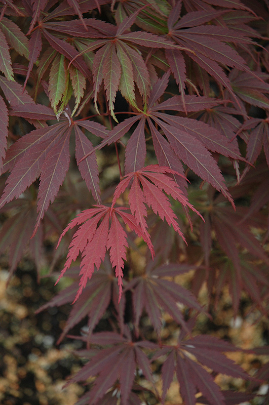 Burgundy Lace Japanese Maple (Acer palmatum 'Burgundy Lace') at Alsip Home and Nursery