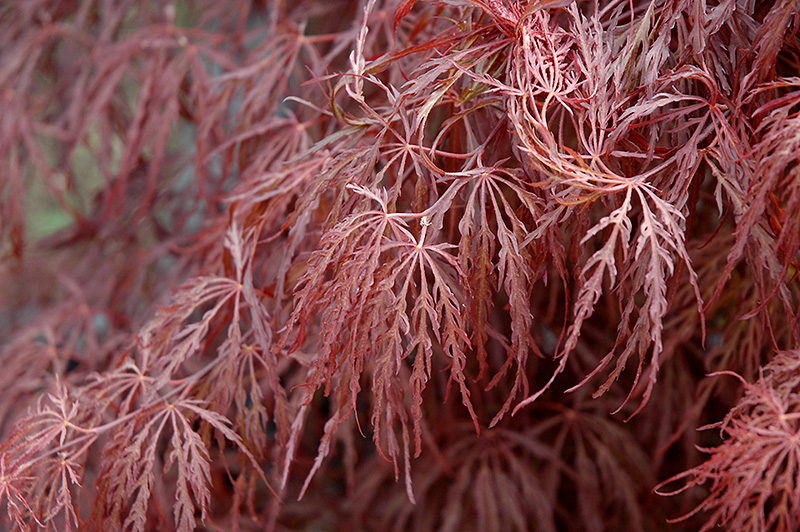 Crimson Queen Japanese Maple (Acer palmatum 'Crimson Queen') at Alsip Home and Nursery