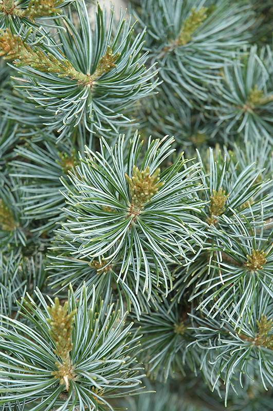 Short-Needled Japanese Blue Pine (Pinus parviflora 'Glauca Brevifolia') at Alsip Home and Nursery