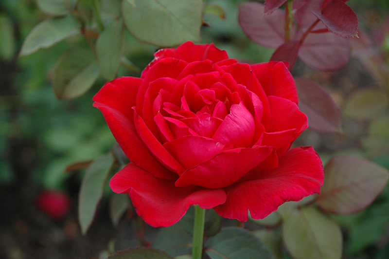 Mister Lincoln Rose (Rosa 'Mister Lincoln') at Alsip Home and Nursery