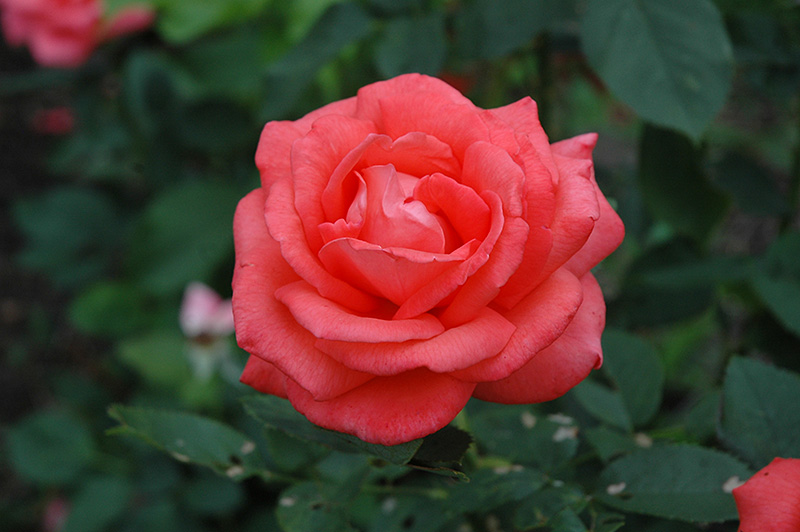 Tropicana Rose (Rosa 'Tropicana') at Alsip Home and Nursery