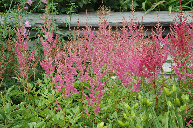 Visions in Pink Chinese Astilbe (Astilbe chinensis 'Visions in Pink') at Alsip Home and Nursery