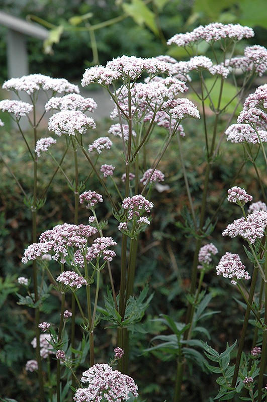 Common Valerian (Valeriana officinalis) at Alsip Home and Nursery