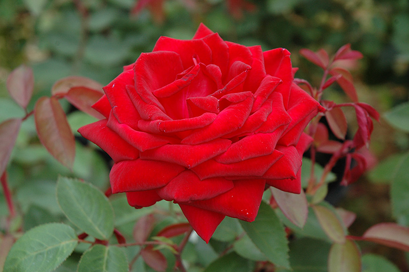 Kashmir Rose (Rosa 'Kashmir') at Alsip Home and Nursery