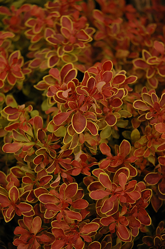 Admiration Japanese Barberry (Berberis thunbergii 'Admiration') at Alsip Home and Nursery