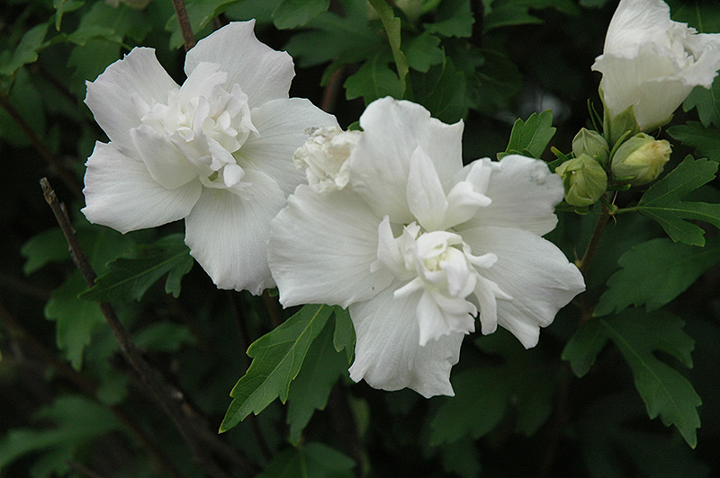 Jeanne D'Arc Rose Of Sharon (Hibiscus syriacus 'Jeanne D'Arc') at Alsip Home and Nursery