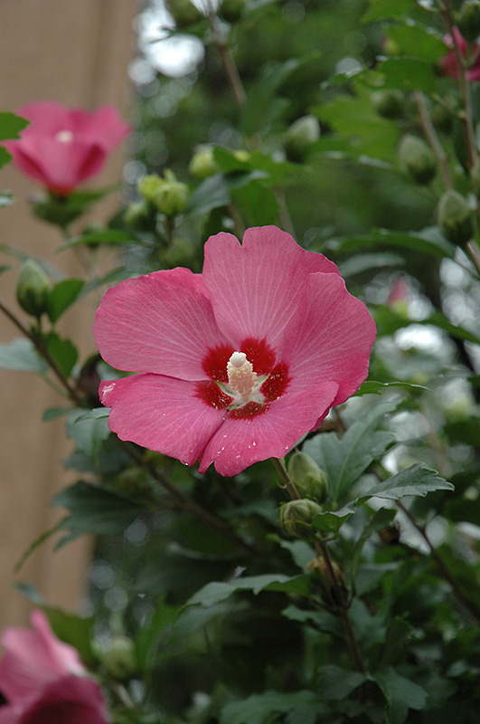 Woodbridge Rose of Sharon (Hibiscus syriacus 'Woodbridge') at Alsip Home and Nursery