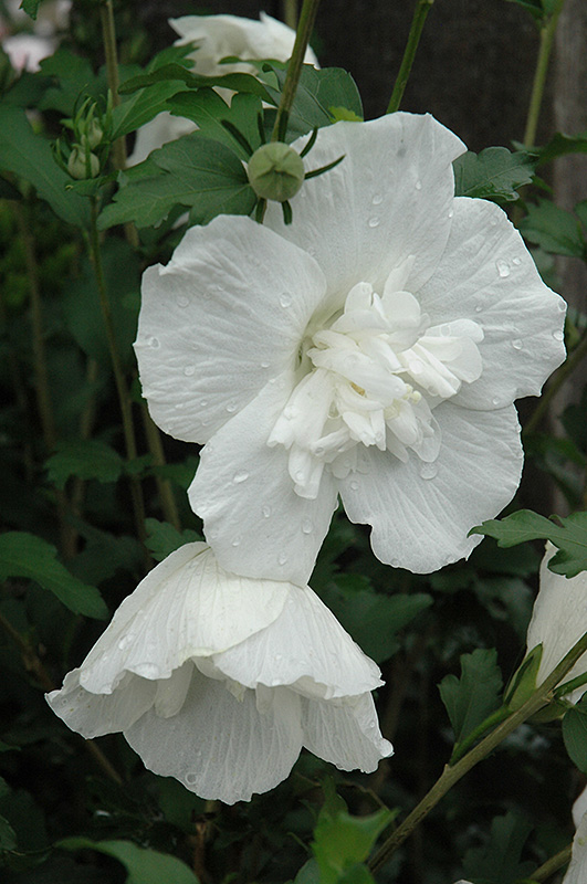 White Chiffon Rose of Sharon (Hibiscus syriacus 'Notwoodtwo') at Alsip Home and Nursery