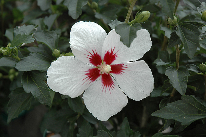 Lil' Kim Rose of Sharon (Hibiscus syriacus 'Antong Two') at Alsip Home and Nursery