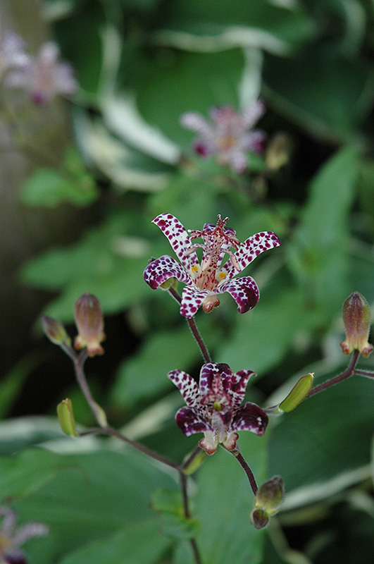 Empress Toad Lily (Tricyrtis 'Empress') at Alsip Home and Nursery