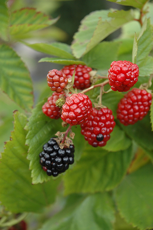 Black Satin Thornless Blackberry (Rubus fruticosus 'Black Satin') at Alsip Home and Nursery