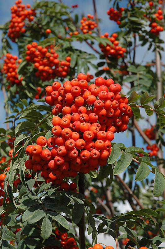 Russian Mountain Ash (Sorbus aucuparia 'Rossica') at Alsip Home and Nursery